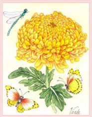 Желтая хризантема. Коллекция Миниатюры